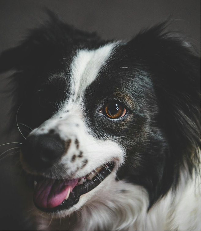 Dog 2