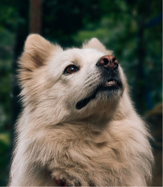 Dog 3