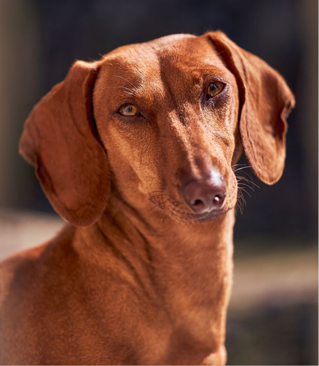 Dog 4