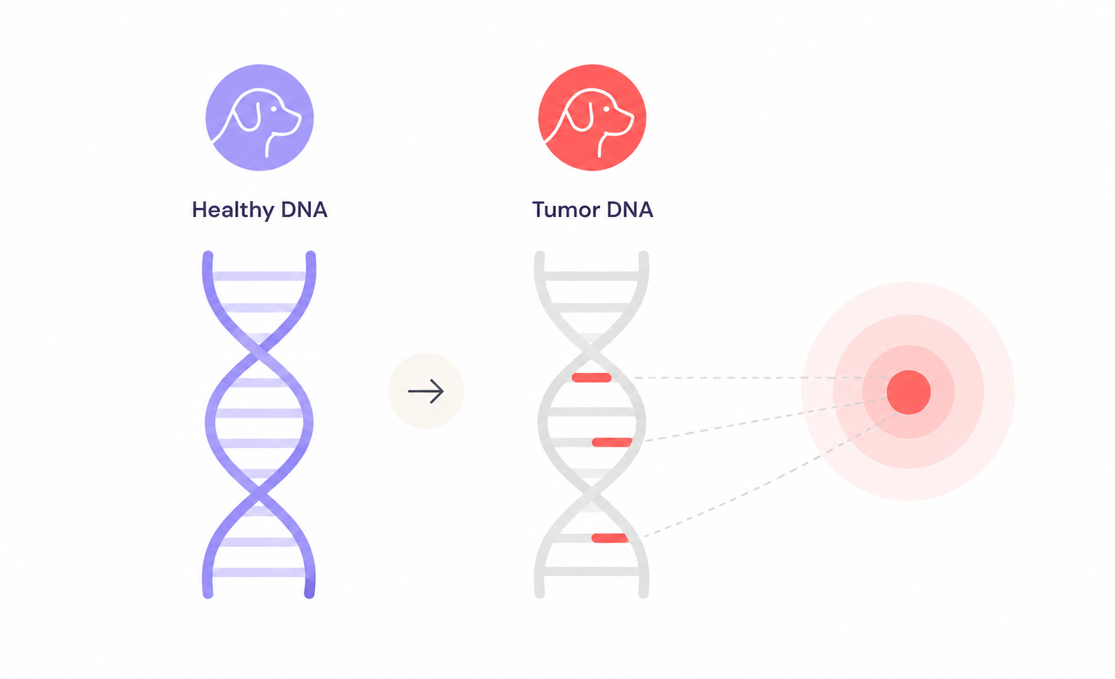 Sequence the DNA